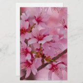 Bathed in Pink Japanese Cherry Blossoms (Front/Back)