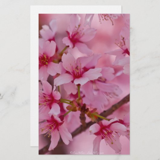 Bathed in Pink Japanese Cherry Blossoms (Front/Back)