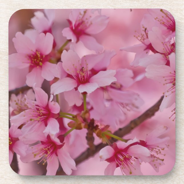 Bathed in Pink Japanese Cherry Blossoms Beverage Coaster (Front)