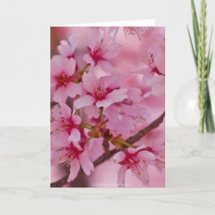 Bathed in Pink Japanese Cherry Blossoms Card