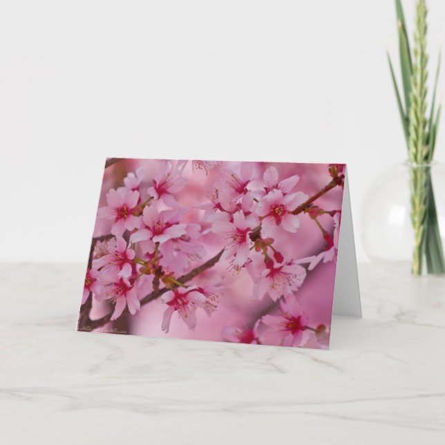 Bathed in Pink Japanese Cherry Blossoms Card (Front)