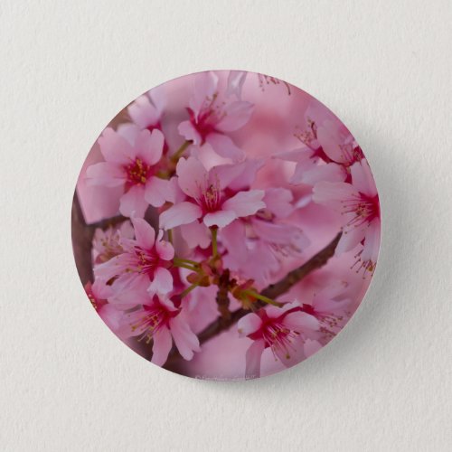 Bathed in Pink Japanese Cherry Blossoms Pinback Button
