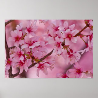 Cherry Blossom Posters | Zazzle