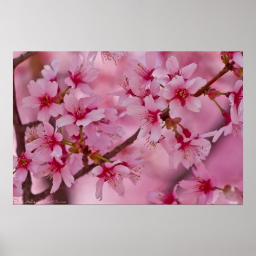 Bathed in Pink Japanese Cherry Blossoms Poster