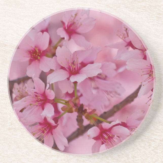 Bathed in Pink Japanese Cherry Blossoms Sandstone Coaster (Front)