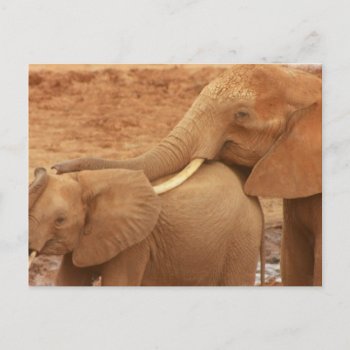 Bathing Baby Elephant Postcard by WildlifeAnimals at Zazzle