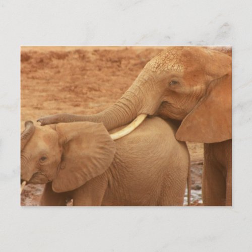 Bathing Baby Elephant Postcard