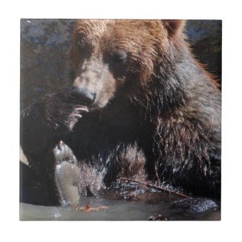 Bathing Bear Tile by WildlifeAnimals at Zazzle