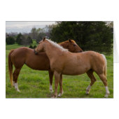 Bathing Beauties (Front Horizontal)