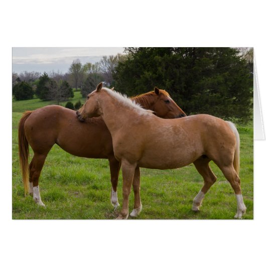 Bathing Beauties (Front Horizontal)