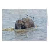 Bathing elephant (Front Horizontal)