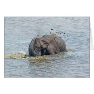Bathing elephant
