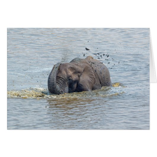 Bathing elephant cards (Front Horizontal)