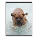 Bathing French Mastiff Temporary Tattoos