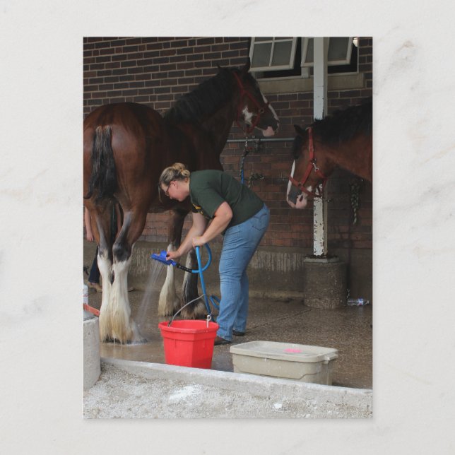 Bathing Horses at the fair Postcard (Front)