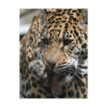 Bathing Leopard Postcard