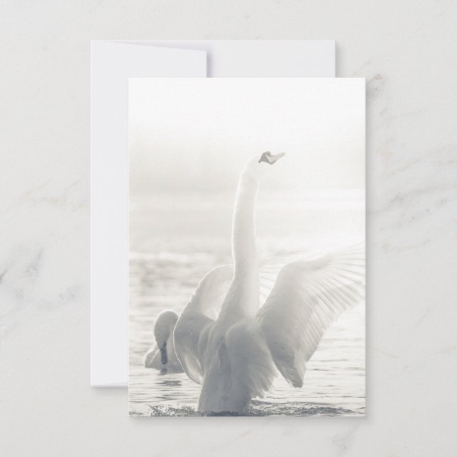 Bathing Swan Photo Card (Front)