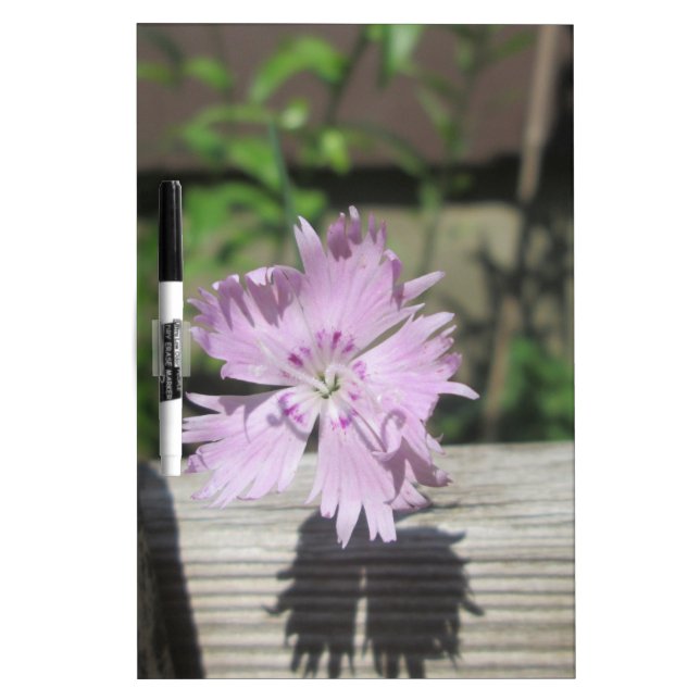 Baths Pink Dianthus on Fence Dry-Erase Board (Front)
