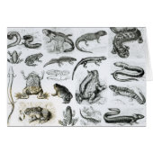 Batrachians and other Amphibia (Front Horizontal)