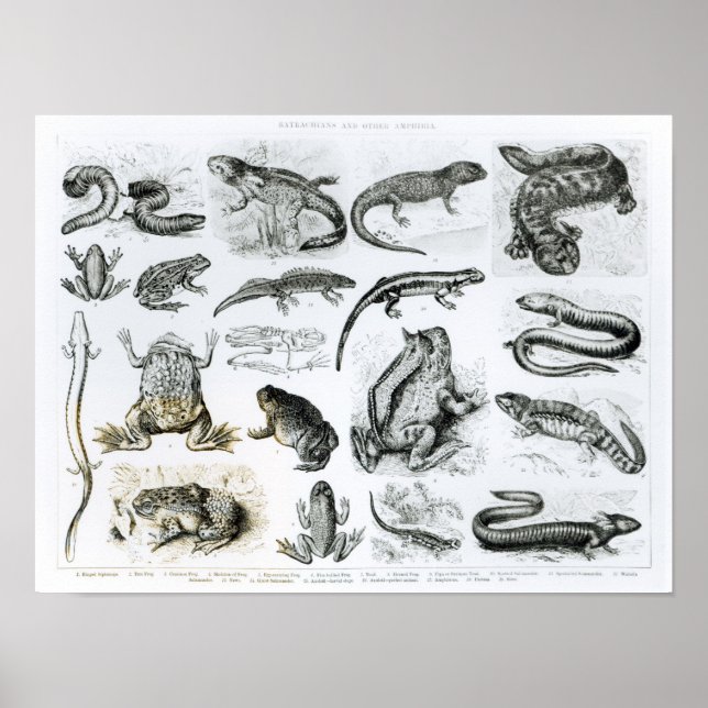Batrachians and other Amphibia Poster (Front)
