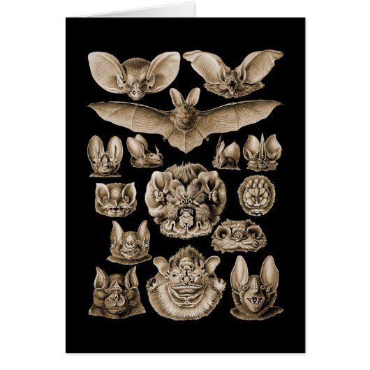 Bats Cards (Front)