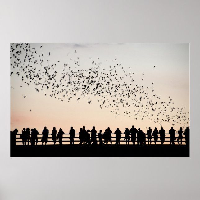 Bats of Austin - Austin, Texas Poster (Front)