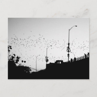 Bats over Austin Postcard