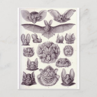 Bats Postcard