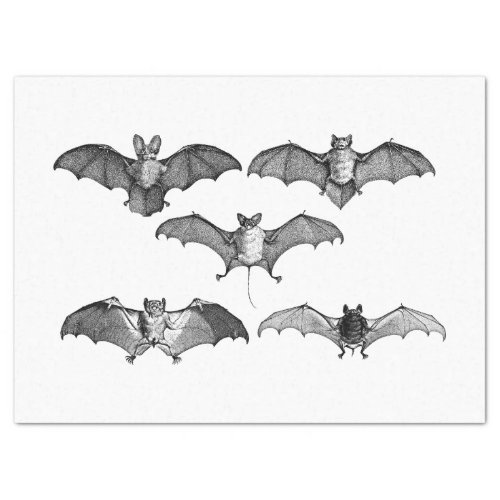 Bats Tissue Paper