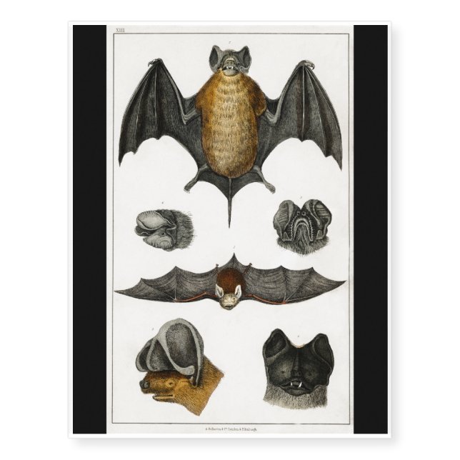 Bats Wildlife Temporary Tattoos (Front)