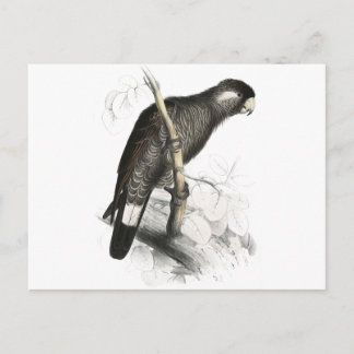Baudin’s Cockatoo by Edward Lear Postcard