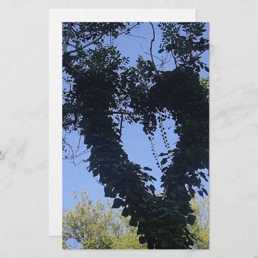 Baumherz (Front/Back)