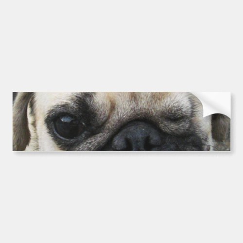 Bauwk  Pug Dog  かわいい 子犬 Bumper Sticker
