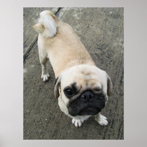 Bauwk  Pug Dog  かわいい 子犬 Poster