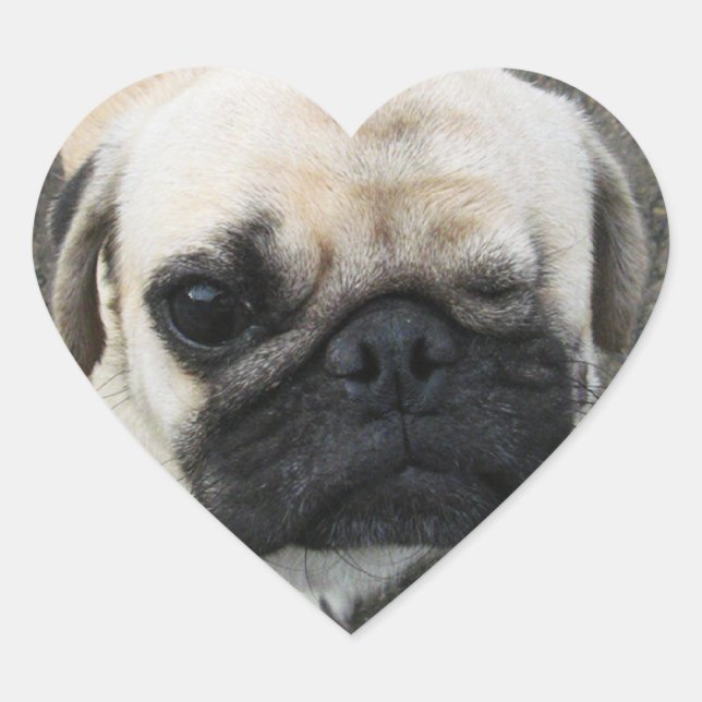 Bauwk ... Pug Dog Puppy ... かわいい 子犬 Heart Sticker (Front)