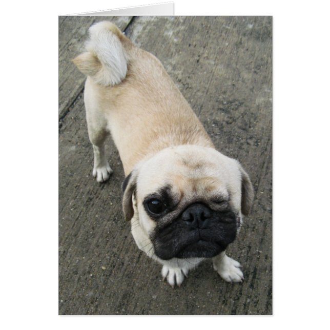 Bauwk ... Soi Dog, Thailand Card (Front)