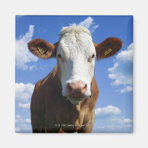 Bavarian cow against blue sky magnet