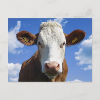 Bavarian Cow Against Blue Sky Postcard by prophoto at Zazzle