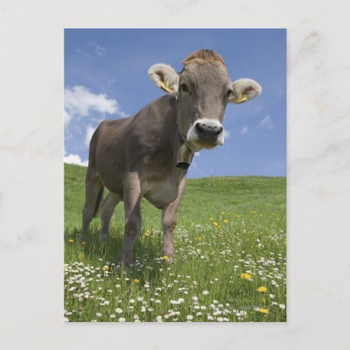 bavarian cow postcard