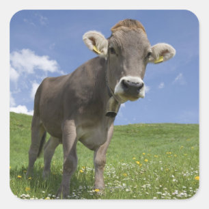 bavarian cow square sticker