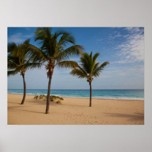 Bavaro Beach, Dominican Republic Coconut Trees Poster