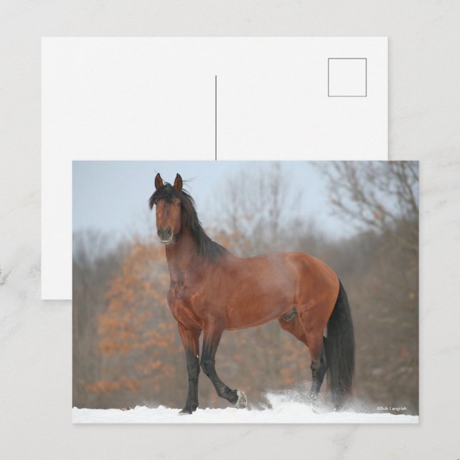 Bay Andalucian Stallion Standing In Snow Postcard (Front/Back)