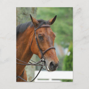 Bay Arab Horse Postcard