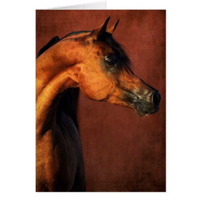 Bay Arabian Horse Cards (Front)