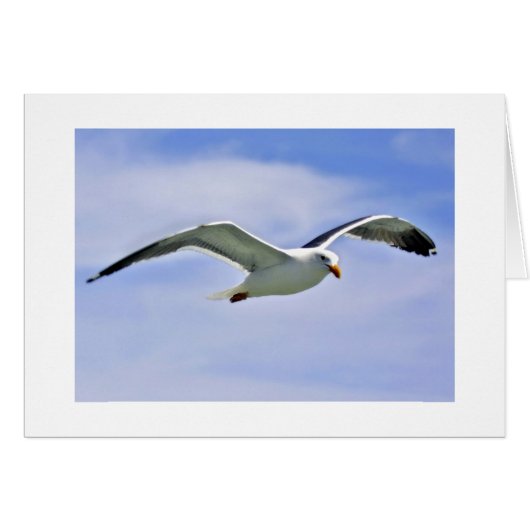 Bay Bird Cards (Front Horizontal)