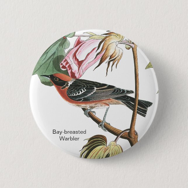 Bay-breasted Warbler, Audubon, Wood Warbler, Bird Button (Front)