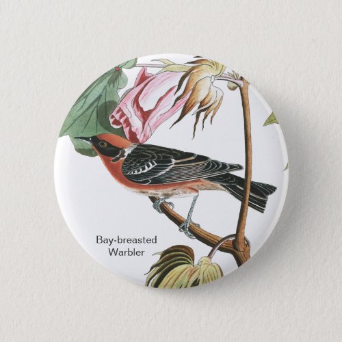 Bay_breasted Warbler Audubon Wood Warbler Bird Button