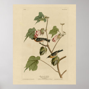 Bay-breasted Warbler - Audubon's Birds of America Poster