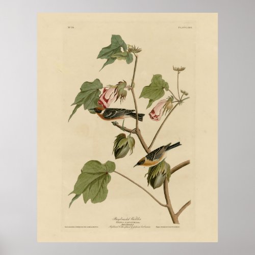 Bay_breasted Warbler _ Audubons Birds of America Poster