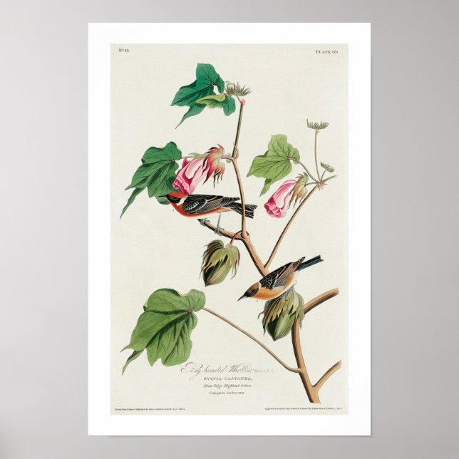 Bay-breasted Warbler by Audubon Poster (Front)